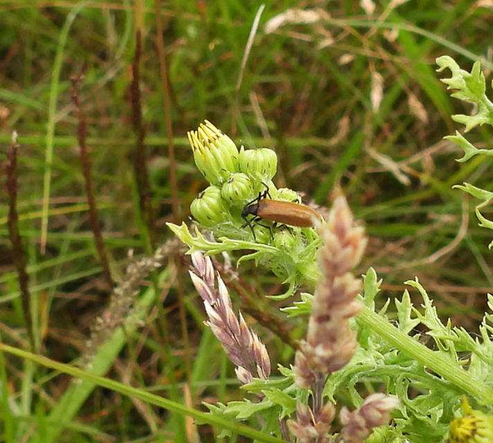 Rhagonycha lignosa