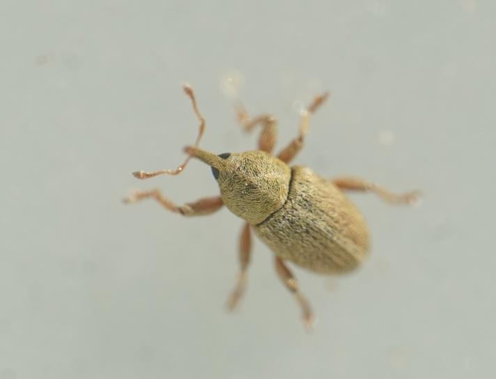 Tychius meliloti