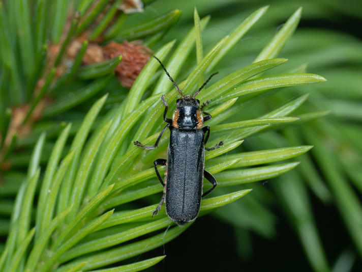 Cantharis obscura