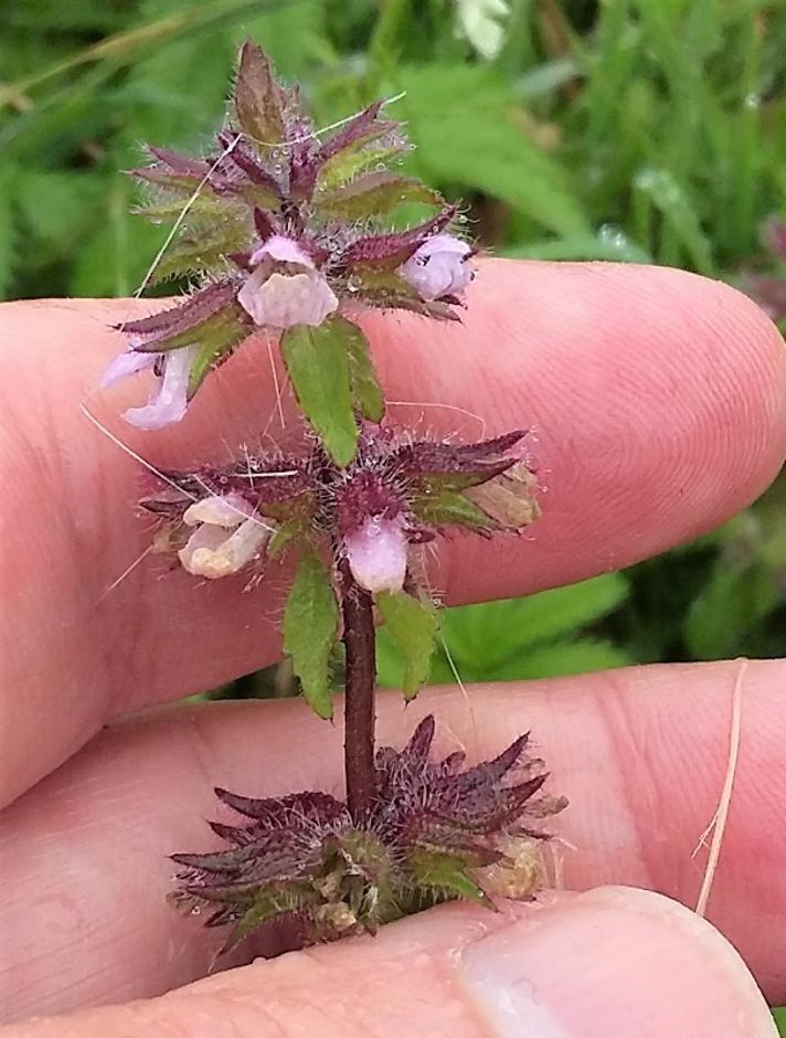 Ager-Galtetand (Stachys arvensis)