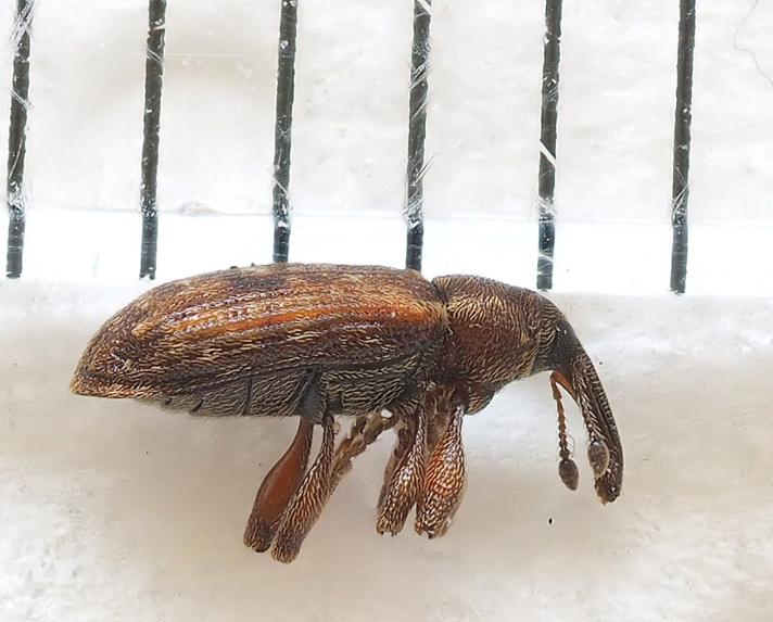 Dorytomus taeniatus