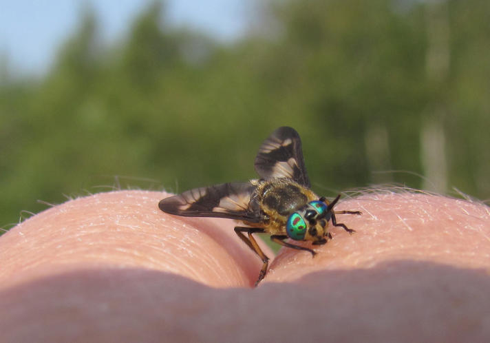 Chrysops sp.