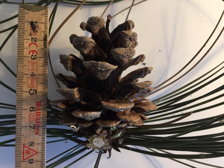 Sort Fyr (Pinus nigra)