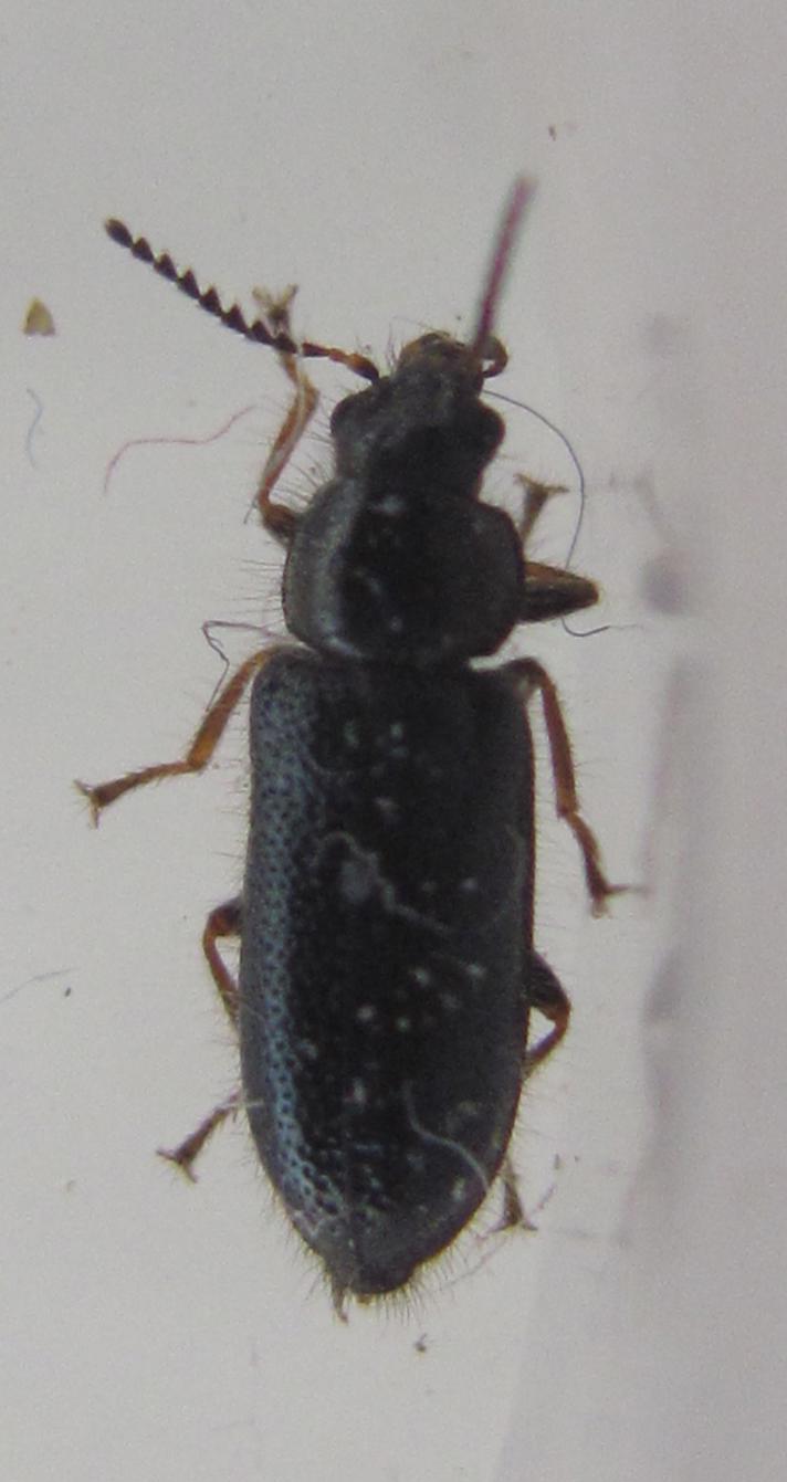 Aplocnemus nigricornis