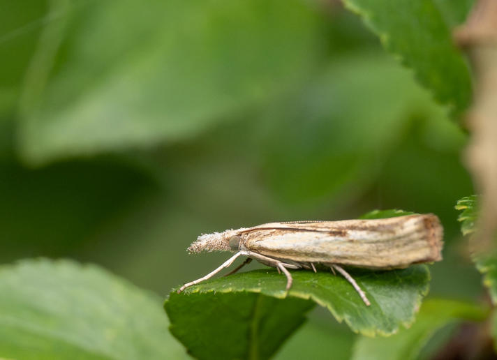 Agriphila inquinatella