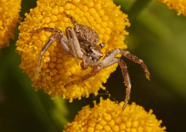 Xysticus cristatus / Xysticus kochi