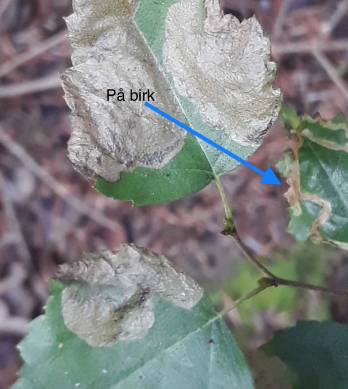 Agromyza alnibetulae