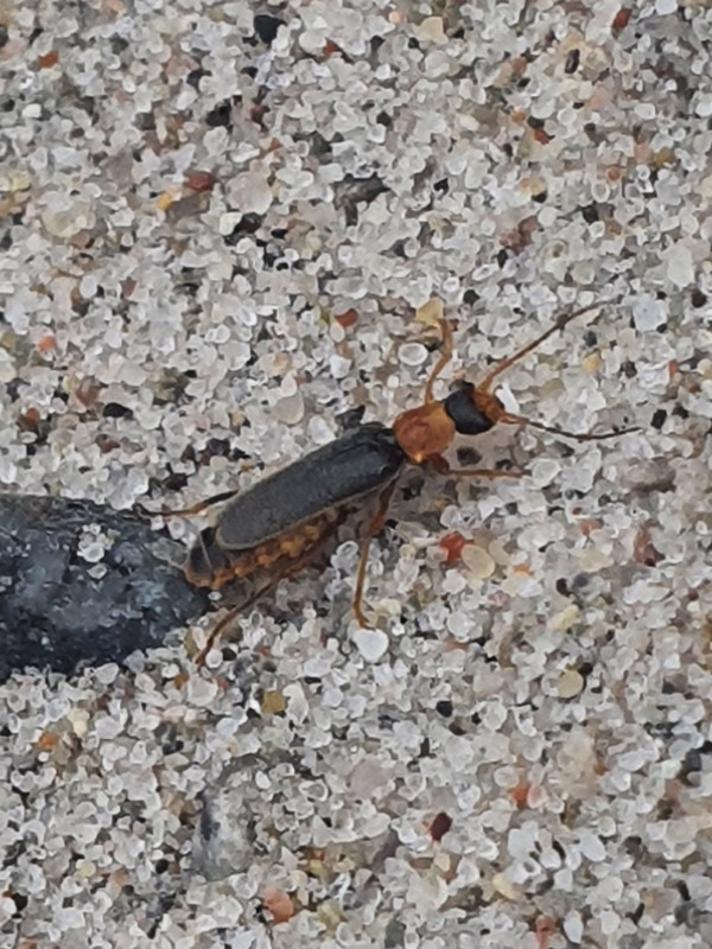 Cantharis lateralis (Cantharis lateralis)