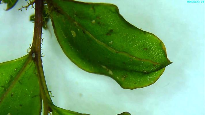 Almindelig Bredblad (Rhizomnium punctatum)