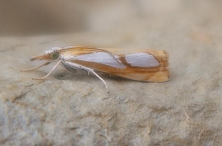 Catoptria pinella