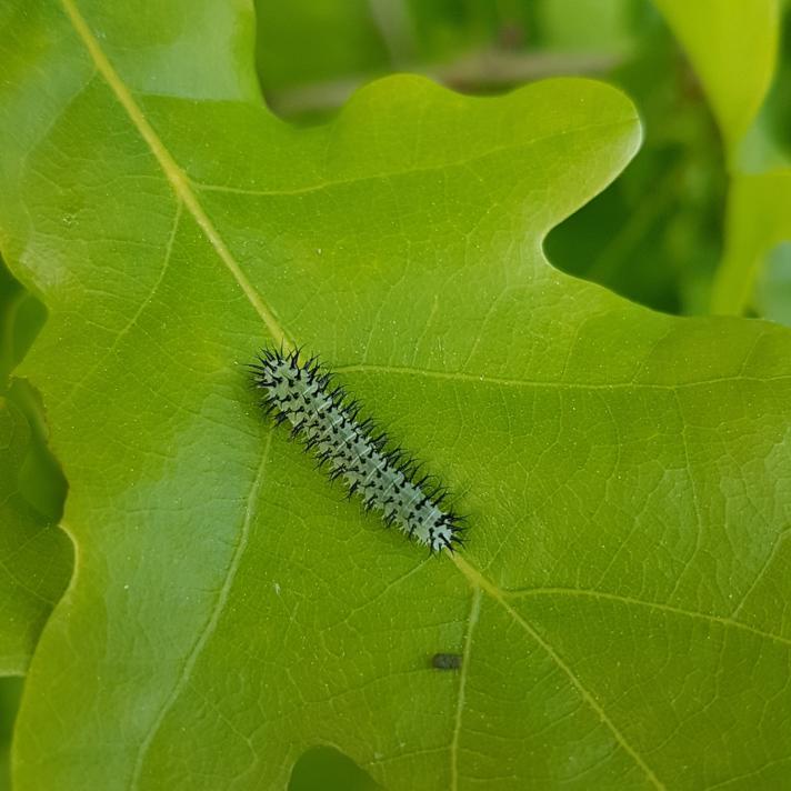 Periclista pubescens