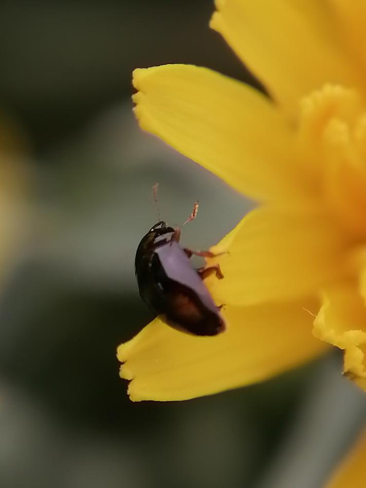 Olibrus bicolor