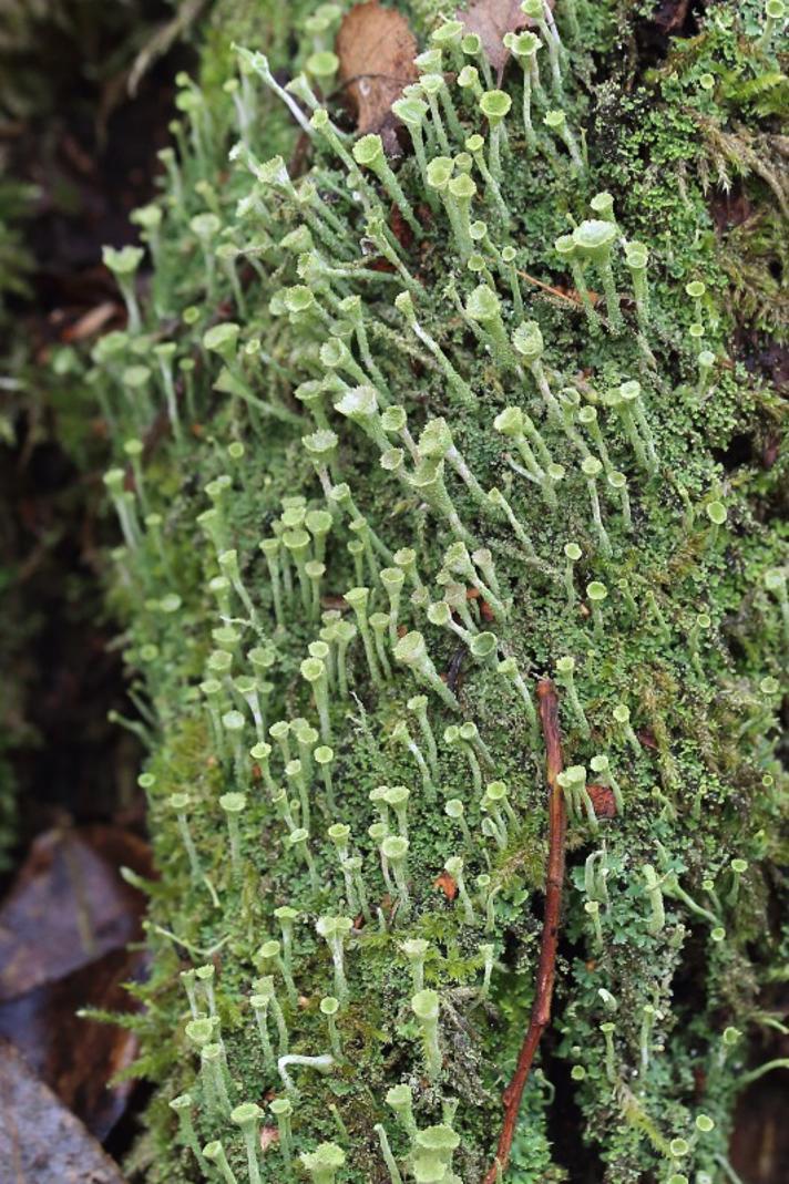 Bleggrøn Bægerlav (Cladonia fimbriata)