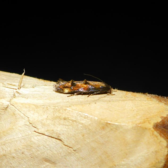 Mompha idaei