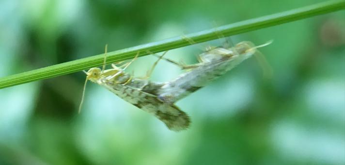 Argyresthia retinella