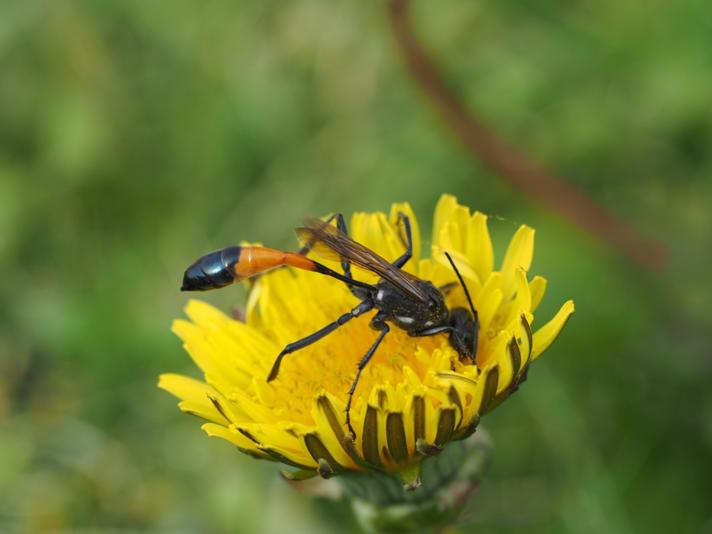 Ammophila sp. (Sandhvepse)