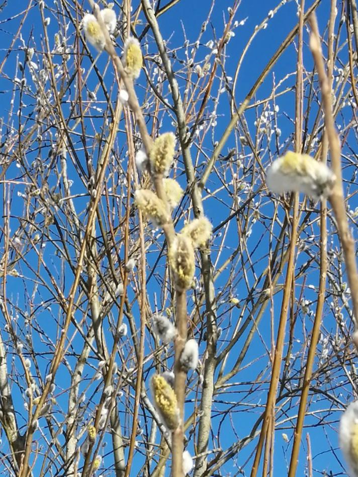 Bånd-Pil (Salix viminalis)
