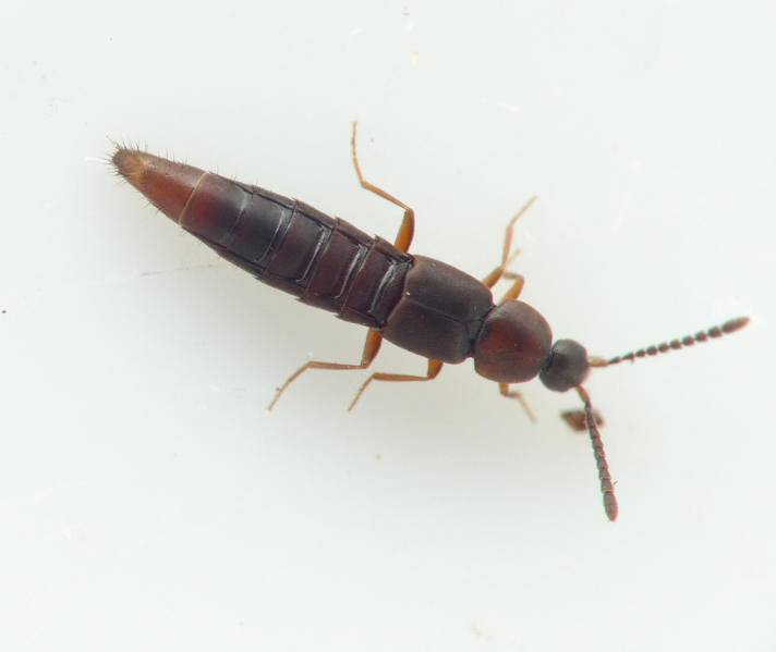Oxypoda elongatula