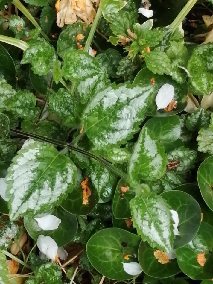 Have-Guldnælde (Lamiastrum galeobdolon ssp. argentatum)