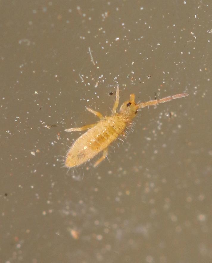 Entomobrya nicoleti (Entomobrya nicoleti)
