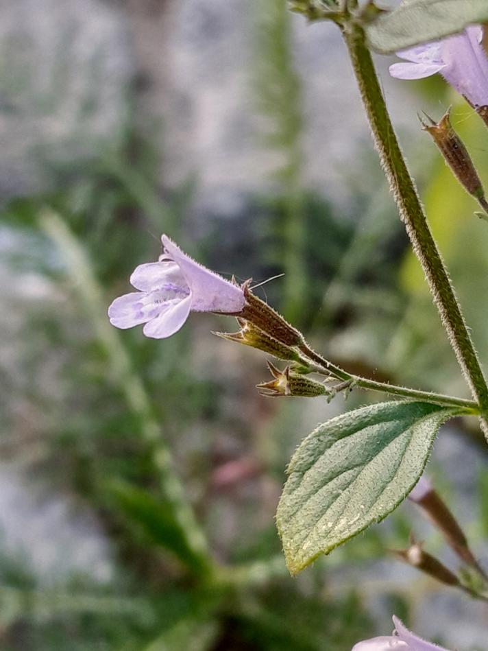 Calamintha menthifolia