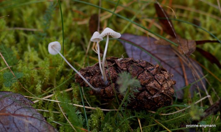 Koglebruskhat