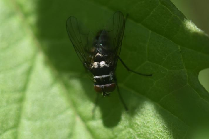 Limnophora tigrina