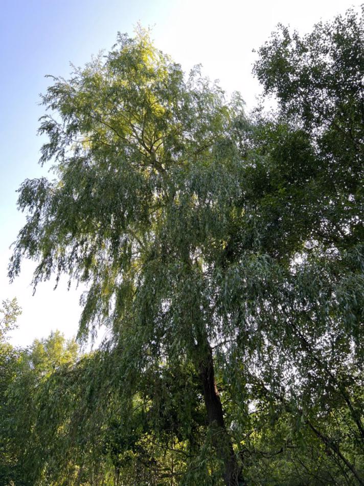 Hænge-Pil (Salix alba x babylonica)