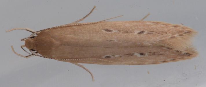 Dunhammermøl (Limnaecia phragmitella)