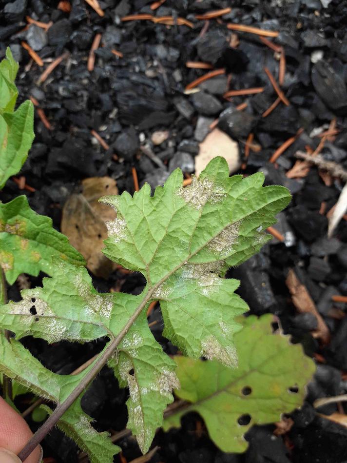 Hyaloporonospora sisymbrii-loeselii