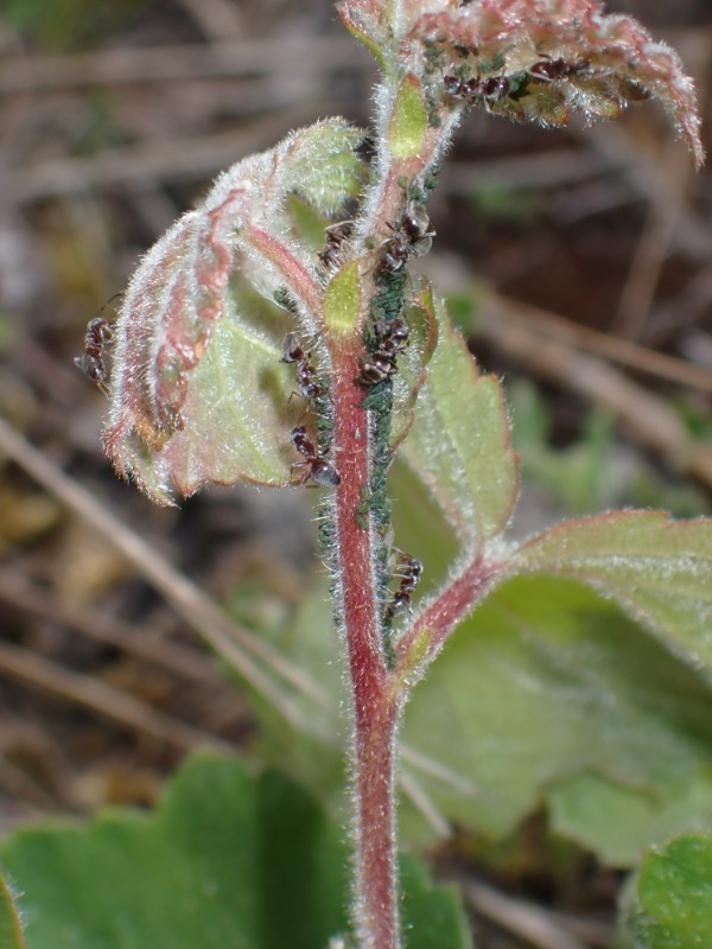 Birkemaskebladlus (Glyphina betulae)