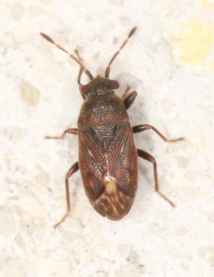 Stygnocoris fuligineus (Stygnocoris fuligineus)