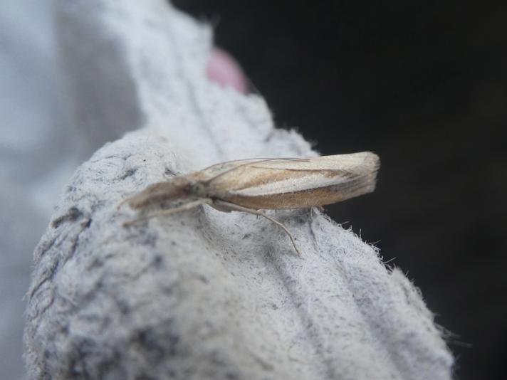 Agriphila selasella