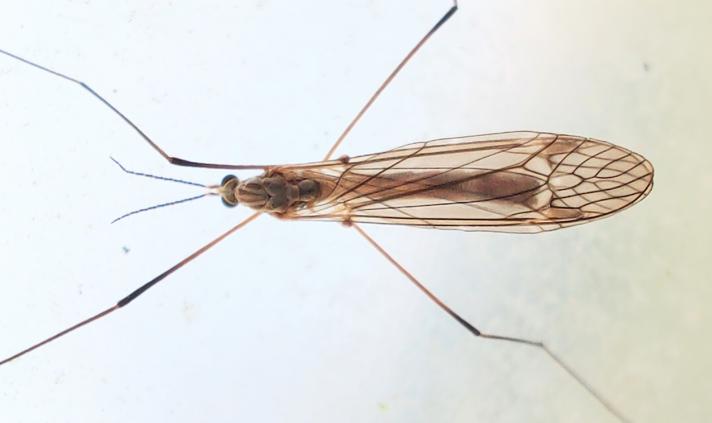 Tipula obsoleta