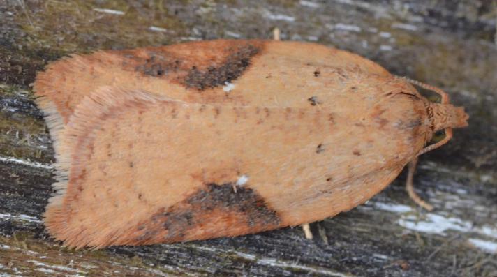 Acleris ferrugana