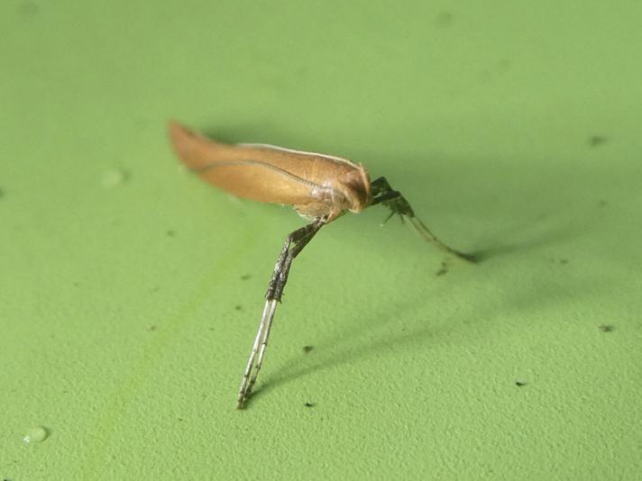 Caloptilia rufipennella