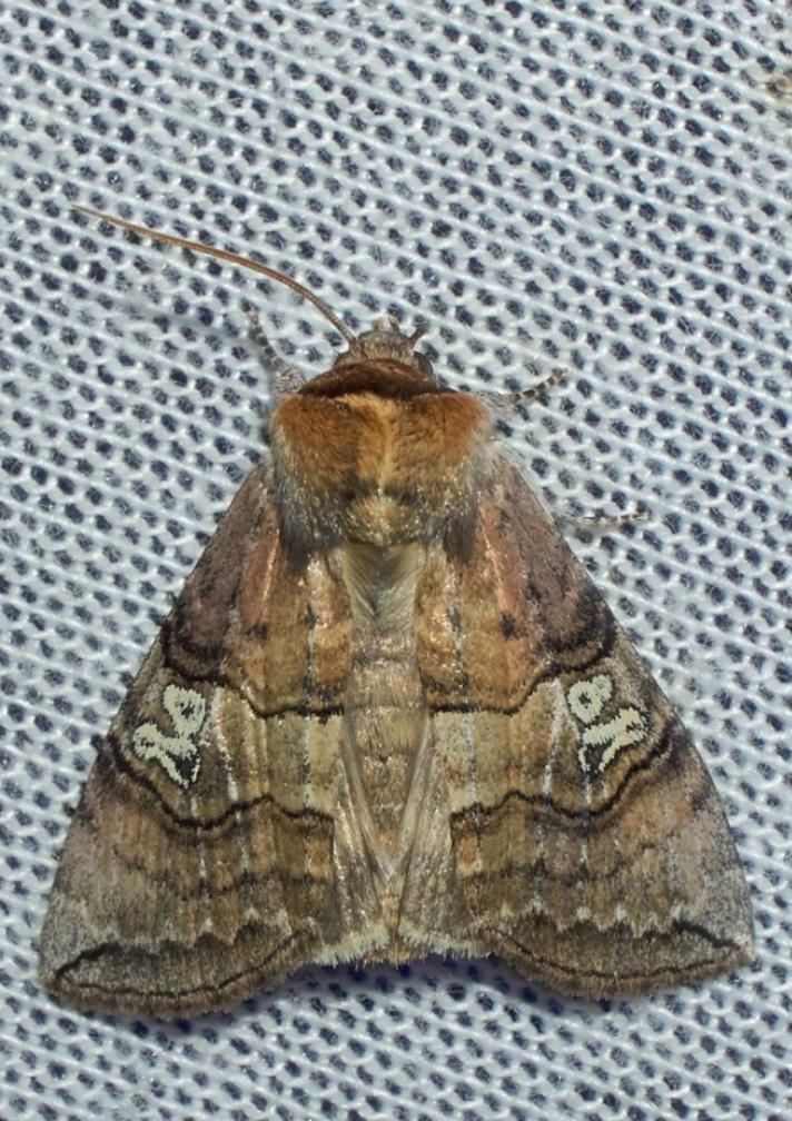Brillespinder (Tethea ocularis)