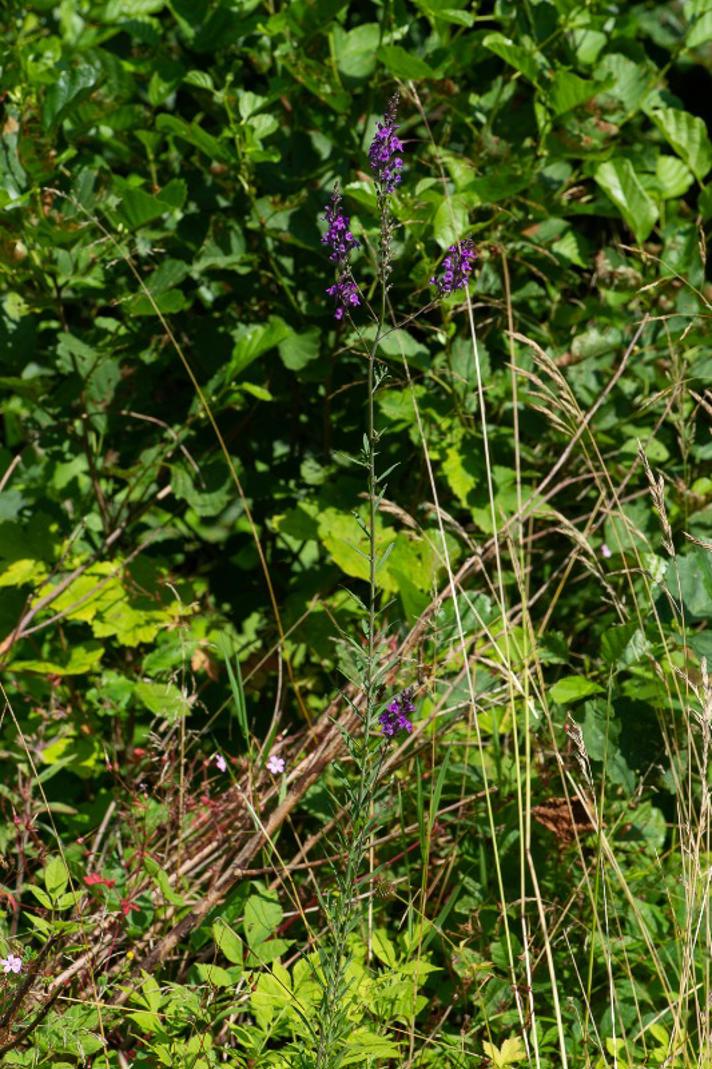 Purpur-Torskemund (Linaria purpurea)