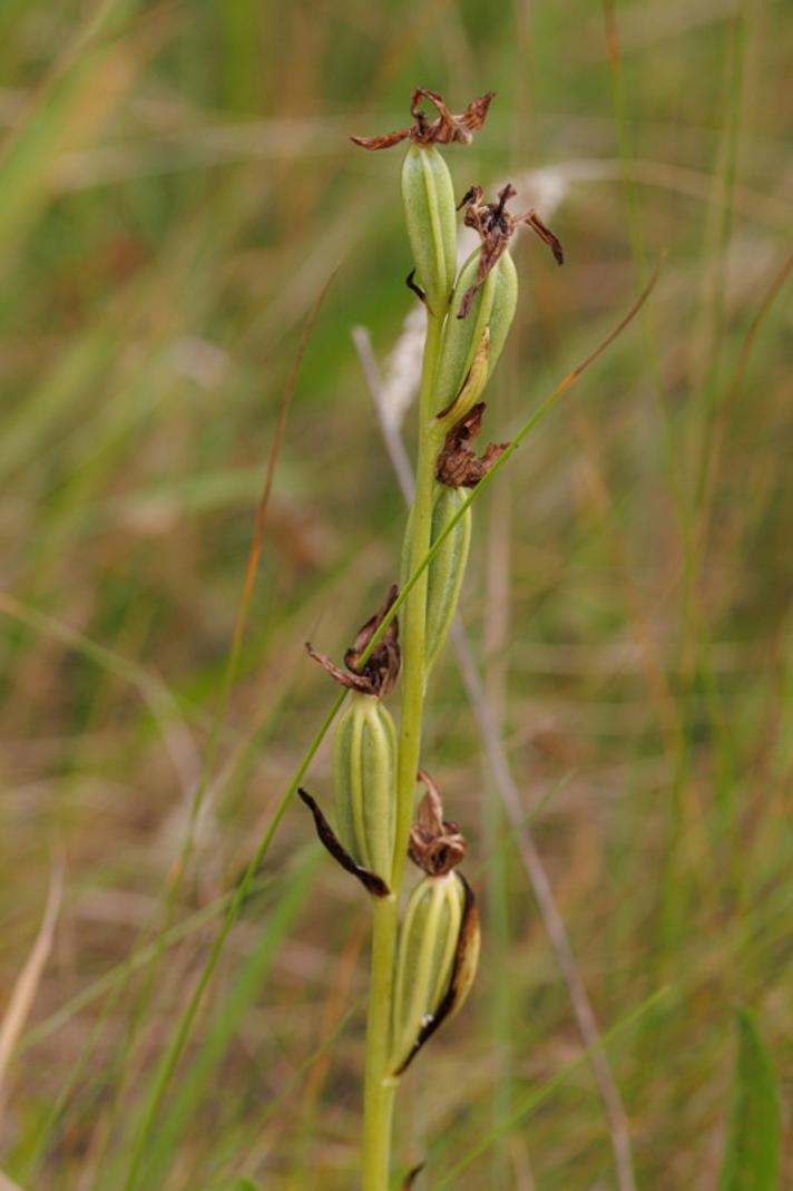 Biblomst (Ophrys apifera)