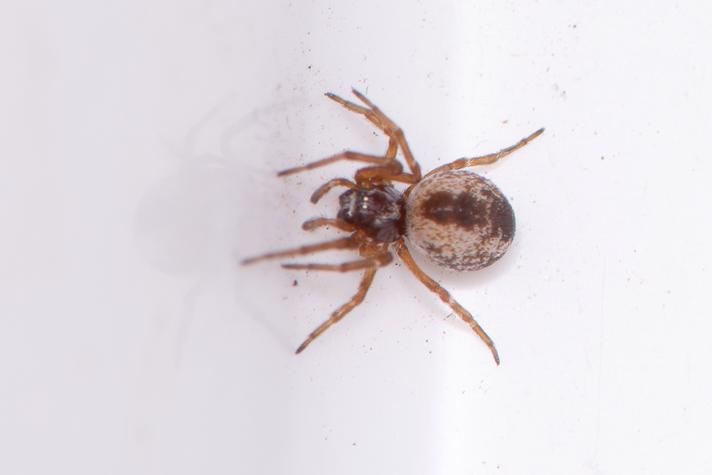 Dictyna sp. (Dictyna sp.)