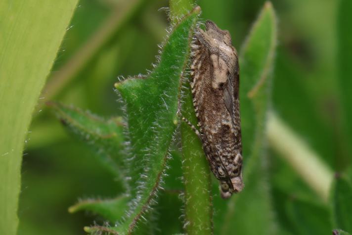 Pelochrista caecimaculana