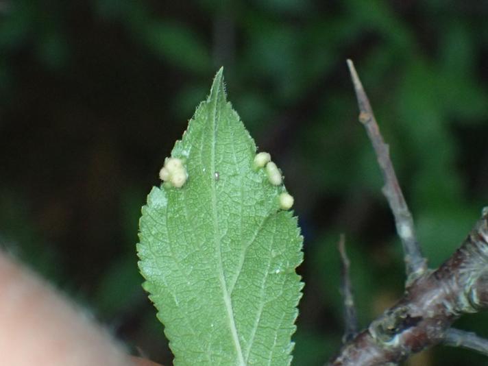 Blommepunggalmide (Eriophyes similis)