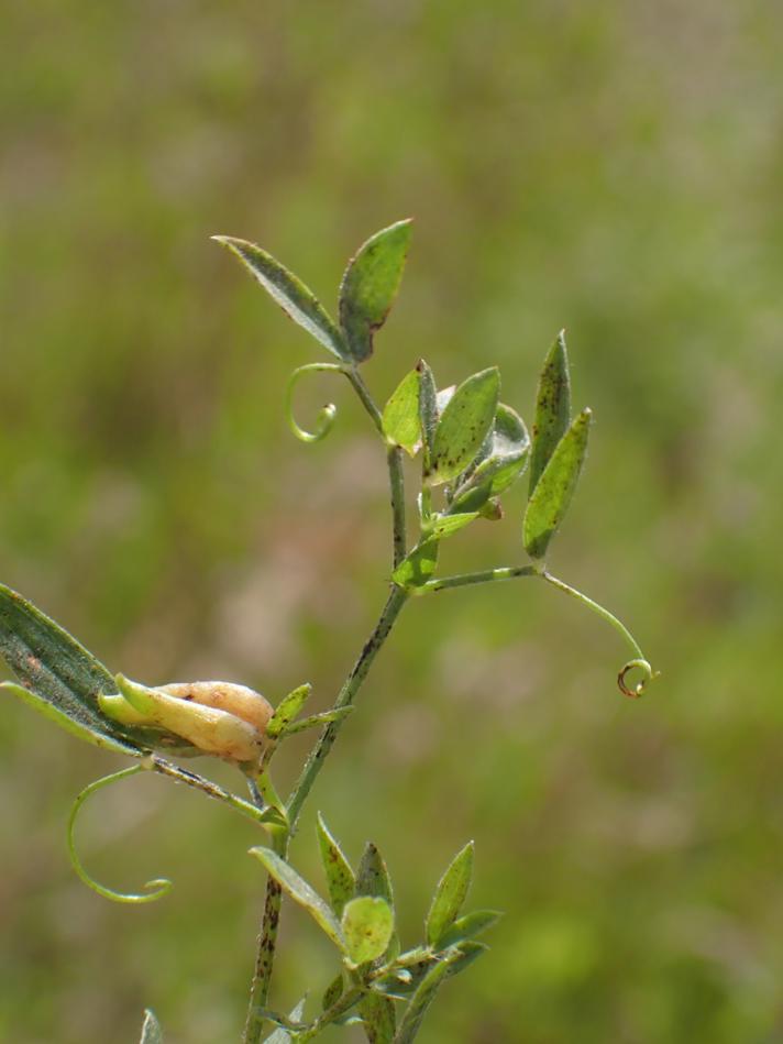 Dasineura lathyri