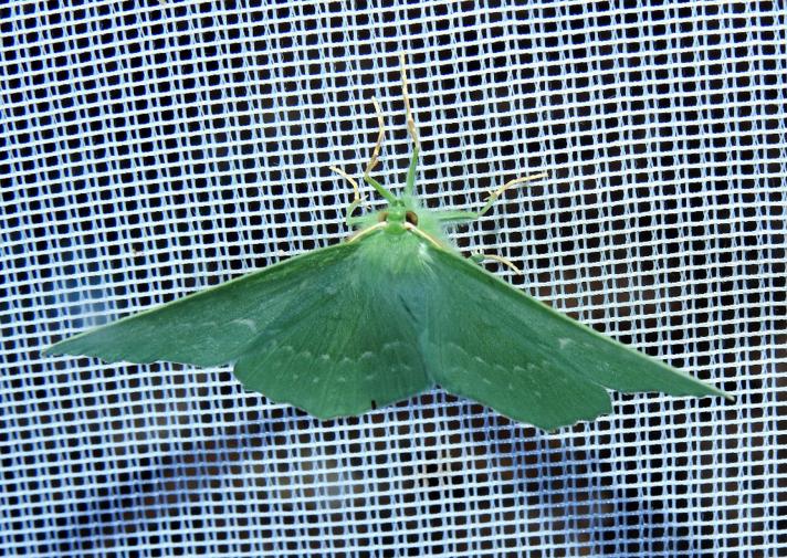 Grøn Birkemåler (Geometra papilionaria)
