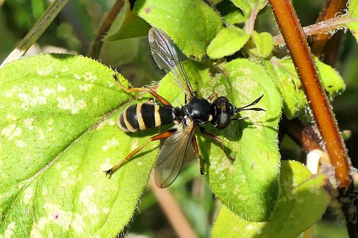 Conops quadrifasciatus