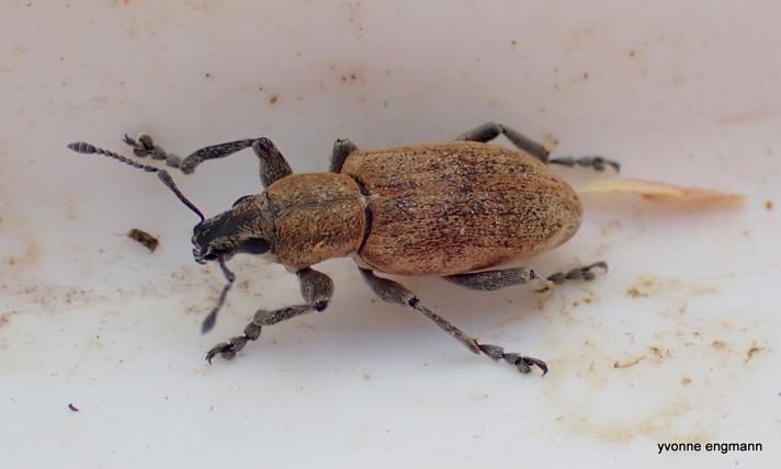 Tanymecus palliatus