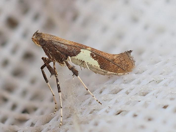 Caloptilia stigmatella