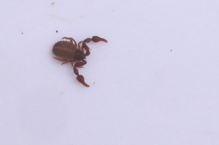 Mosskorpion ubest. (Pseudoscorpiones indet.)