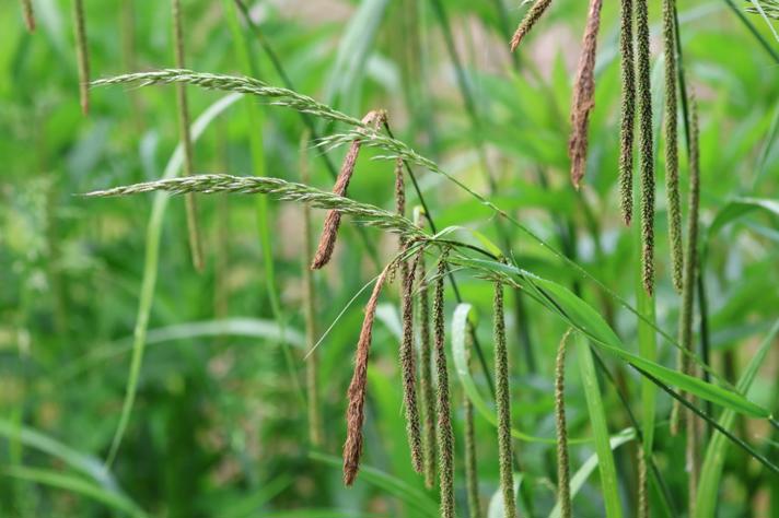 Kæmpe-Star subsp. pendula