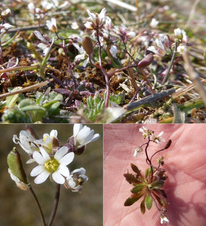 Vår Gæslingeblomst Observation Nb 4511633 Naturbasen